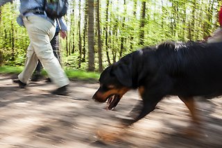 En stor svartbrun hund går snabbt efter sin ägare på en grusväg.