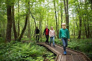 Två vuxna och två barn promenerar längs en spång i skog som liknar en djungel med ormbunkar och smala träd. 